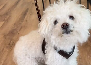 Macht'n Wuffi photo Macht'n Wuffi