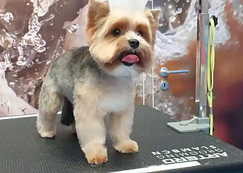 Mariana's Hundesalon photo Mariana's Hundesalon