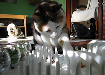 Mautz & Hoppel Katzenpension und mobile Tierbetreuung image Mautz & Hoppel Katzenpension und mobile Tierbetreuung