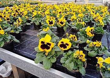 Maylahn Blumen Floristik image Maylahn Blumen Floristik