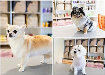 McGroomer Hundefriseure image McGroomer Hundefriseure