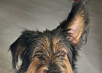 Medivet Tierarztpraxis Mannheim image Medivet Tierarztpraxis Mannheim