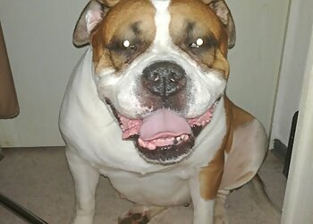 Mobiler Tierarzt Halle image Mobiler Tierarzt Halle