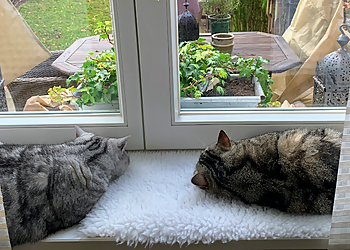 Mycatsitter hamburg-Mobile Katzenbetreuung photo Mycatsitter hamburg-Mobile Katzenbetreuung