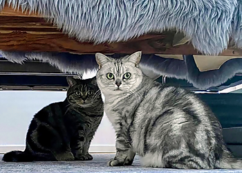 Mycatsitter hamburg-Mobile Katzenbetreuung Mycatsitter hamburg-Mobile Katzenbetreuung