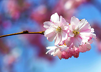 NATURHEILPRAXIS DR. MANFRED SCHÖNEBERGER photo NATURHEILPRAXIS DR. MANFRED SCHÖNEBERGER