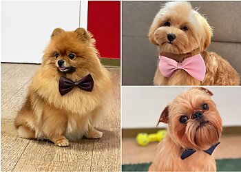 Paws & Tails Grooming Salon image Paws & Tails Grooming Salon