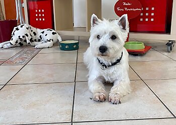 Pfifikus photo Pfifikus