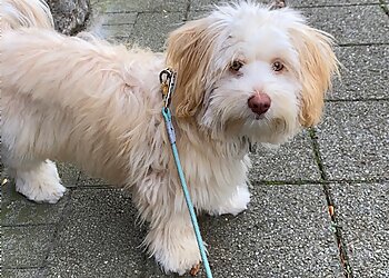 Pfifikus image Pfifikus