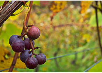 Praxis für Akupunktur und Traditionelle Chinesische Medizin Britta Hüter photo Praxis für Akupunktur und Traditionelle Chinesische Medizin Britta Hüter