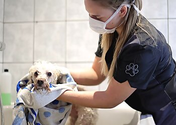 Pudelcenter Loschke photo Pudelcenter Loschke