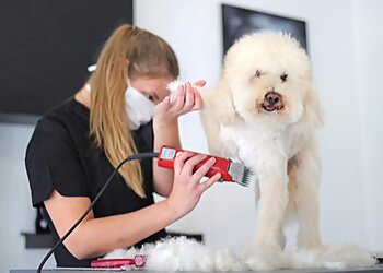 Pudelcenter Loschke image Pudelcenter Loschke