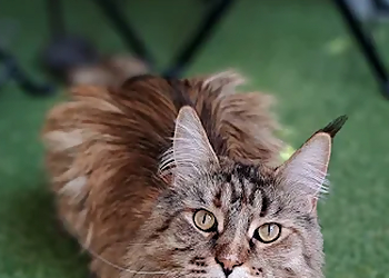 Purrfect Katzenbetreuung photo Purrfect Katzenbetreuung