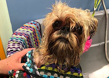 Rent-a-Groomer photo Rent-a-Groomer