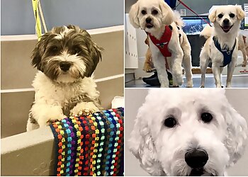 Rent-a-Groomer image Rent-a-Groomer