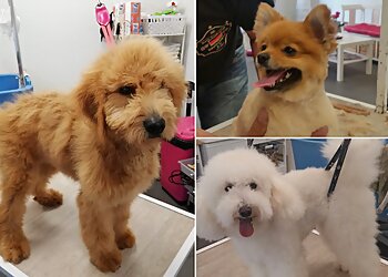 Sabine's Hundepflege image Sabine's Hundepflege