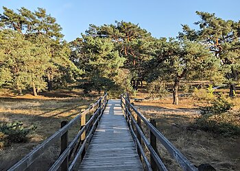 Schwanheimer Dünen image Schwanheimer Dünen