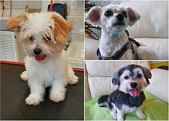 Silvia’s Hundesalon image Silvia’s Hundesalon