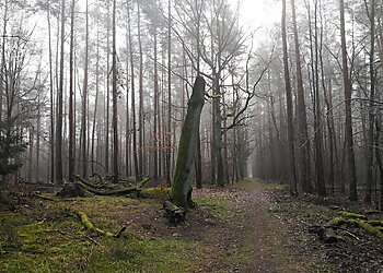 Spandauer Forst photo Spandauer Forst