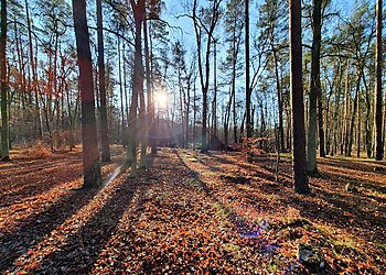 Spandauer Forst image Spandauer Forst