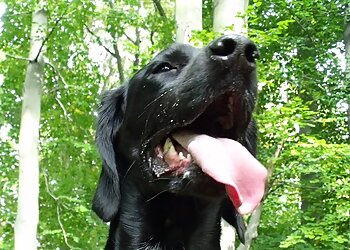 TIERARZTPRAXIS SCHUH image TIERARZTPRAXIS SCHUH