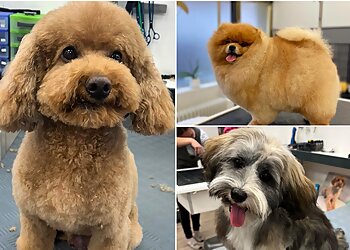 Taffy Hundepflege und mehr image Taffy Hundepflege und mehr