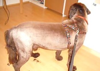 Tamaras Pfotentreff Hundesalon image Tamaras Pfotentreff Hundesalon