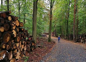 Tegeler Forst (südlicher Teil) photo Tegeler Forst (südlicher Teil)