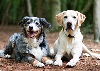 Terarztpraxis Kerstin Büttner image Terarztpraxis Kerstin Büttner