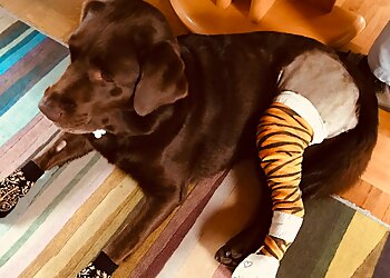 Tierarzt Karlsruhe-Kleintierzentrum Arndt image Tierarzt Karlsruhe-Kleintierzentrum Arndt