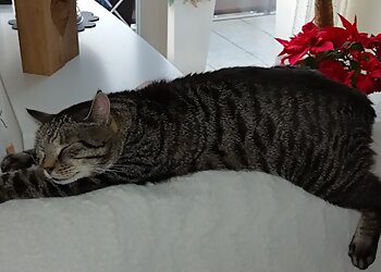 Tierarztpraxis Arnicke & Meschede image Tierarztpraxis Arnicke & Meschede