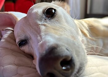 Tierarztpraxis Diana Schröer GmbH image Tierarztpraxis Diana Schröer GmbH