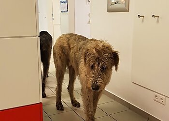 Tierarztpraxis Dr. Gisela Haverkamp image Tierarztpraxis Dr. Gisela Haverkamp