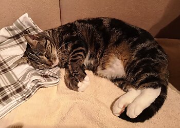 Tierarztpraxis Dr. Holst image Tierarztpraxis Dr. Holst