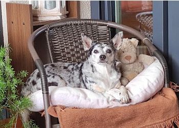 Tierärztliche Praxis für Haus- und Heimtiere Dr. Jörg Rottmayer photo Tierärztliche Praxis für Haus- und Heimtiere Dr. Jörg Rottmayer