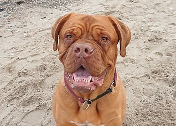 Tierarztpraxis Dr. Pay Wiemer image Tierarztpraxis Dr. Pay Wiemer