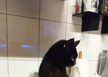 Tierarztpraxis Dr. med. vet. Annette Gaer photo Tierarztpraxis Dr. med. vet. Annette Gaer