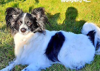 Tierarztpraxis Dr. med. vet. Annette Gaer image Tierarztpraxis Dr. med. vet. Annette Gaer