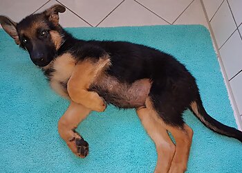 Tierarztpraxis Dr. med. vet. Christian Julier-Franz image Tierarztpraxis Dr. med. vet. Christian Julier-Franz