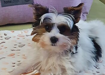 Tierarztpraxis Dr.med.vet. Nicola Rückert image Tierarztpraxis Dr.med.vet. Nicola Rückert