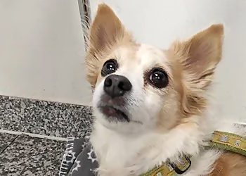 Tierarztpraxis Dr. med. vet. Norbert Paulus photo Tierarztpraxis Dr. med. vet. Norbert Paulus