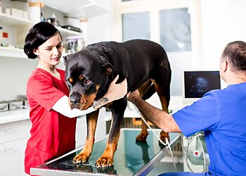 Tierarztpraxis Eugen Schumaiko image Tierarztpraxis Eugen Schumaiko