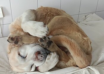 Tierarztpraxis Kastanienallee image Tierarztpraxis Kastanienallee