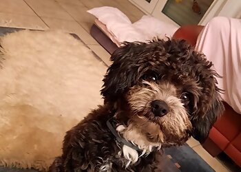 Tierarztpraxis Radev & Schilp photo Tierarztpraxis Radev & Schilp