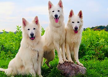 Tierarztpraxis Ruhrblick image Tierarztpraxis Ruhrblick