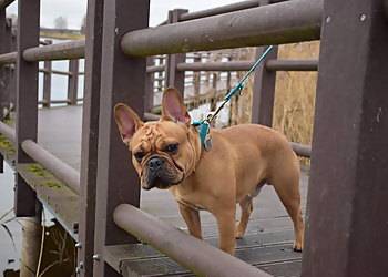 Tierarztpraxis Rödiger Das Veterinärmedizinische Zentrum Berlin image Tierarztpraxis Rödiger Das Veterinärmedizinische Zentrum Berlin
