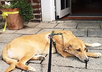 Tierarztpraxis am Paulshof image Tierarztpraxis am Paulshof