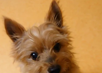 Tierarztpraxis am Rotenbühl image Tierarztpraxis am Rotenbühl