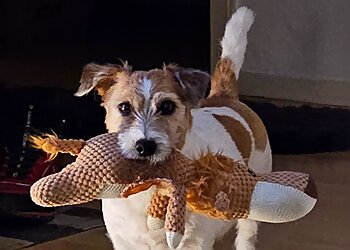 Tierarztpraxis hundkatzeklaus image Tierarztpraxis hundkatzeklaus