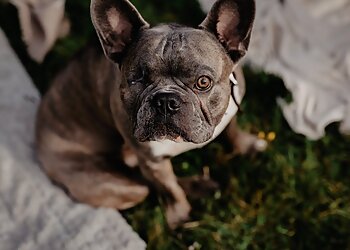 Tiergesundheitszentrum Mönchengladbach image Tiergesundheitszentrum Mönchengladbach